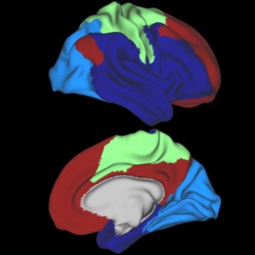 Visualization of brain communities